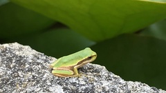 Hyla meridionalis