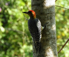 Melanerpes chrysogenys