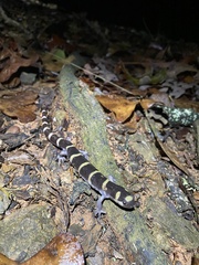 Ambystoma annulatum