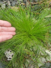 Isolepis cernua