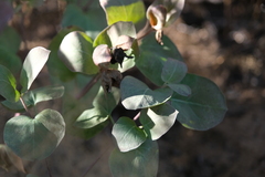 Mirabilis multiflora