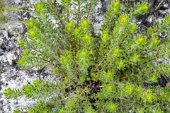 Aspalathus aspalathoides