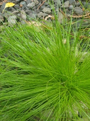 Isolepis cernua