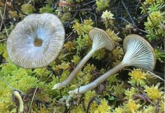 Arrhenia philonotis