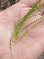 Isolepis cernua
