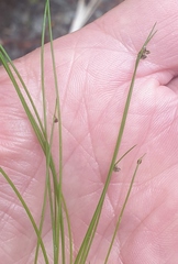 Isolepis cernua