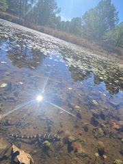 Ambystoma annulatum