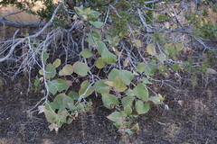 Mirabilis multiflora