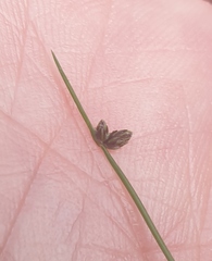 Isolepis cernua