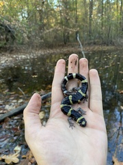 Ambystoma annulatum