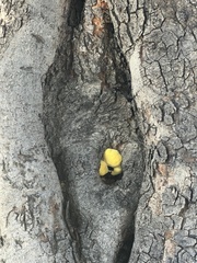 Laetiporus gilbertsonii