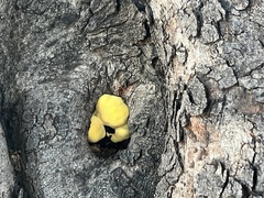 Laetiporus gilbertsonii