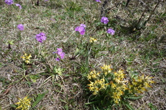 Pedicularis oederi
