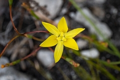 Moraea bituminosa