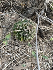 Hamatocactus setispinus