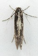 Elatobia