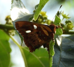 Anteros carausius carausius