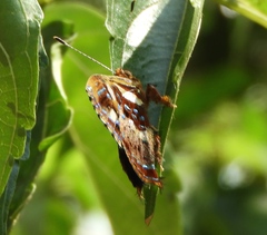 Anteros carausius carausius
