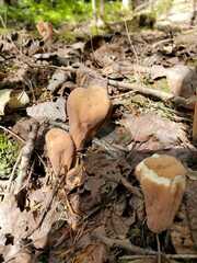 Clavariadelphus americanus