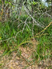 Baloskion tetraphyllum