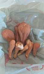 Clavariadelphus americanus