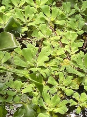 Pistia