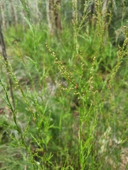 Baloskion tetraphyllum