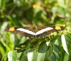 Adelpha iphicleola iphicleola