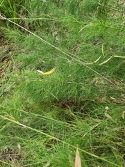 Baloskion tetraphyllum