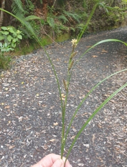 Carex forsteri