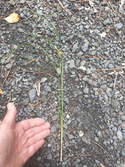Carex forsteri