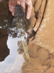 Hemibagrus planiceps