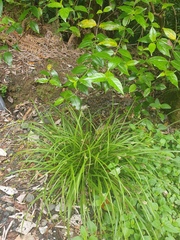 Carex forsteri