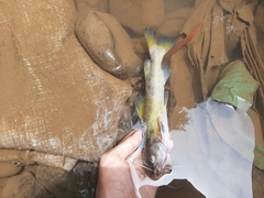 Hemibagrus planiceps