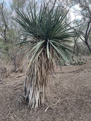 Yucca treculiana