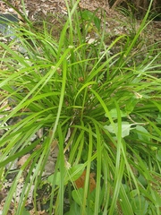 Carex forsteri