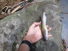 Hemibagrus planiceps