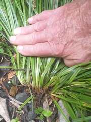 Carex forsteri