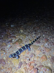 Ambystoma annulatum