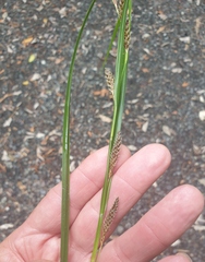 Carex forsteri
