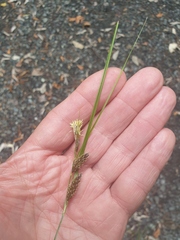 Carex forsteri