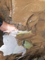 Hemibagrus planiceps