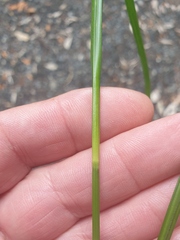 Carex forsteri