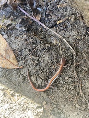 Plethodon angusticlavius