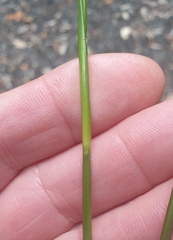 Carex forsteri