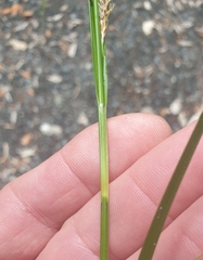 Carex forsteri