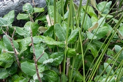 Hermas villosa