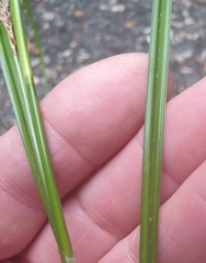 Carex forsteri