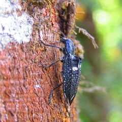 Homocyrtus dromedarius