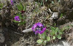 Primula nivalis